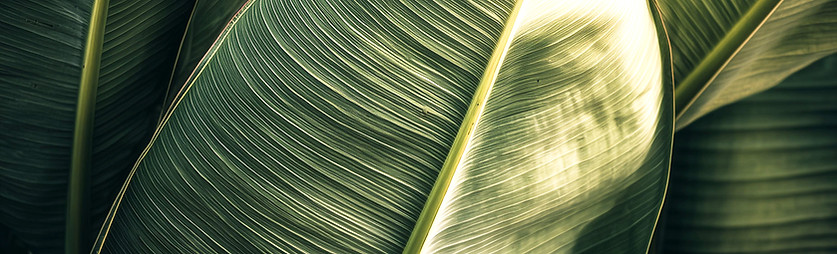 yuvalna_A_close-up_artistic_photograph_o