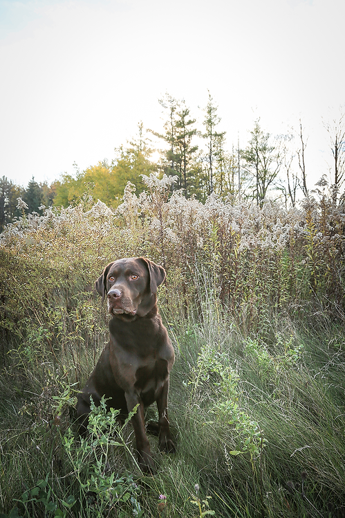 Chocolate Lab