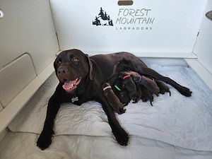 Puppies2023lr.jpg