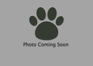 paw no pic.png