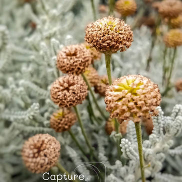 อดทน และ อดทน