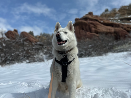 Dog on snow with rocks in background