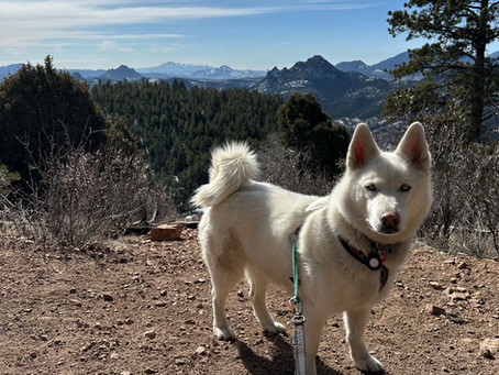 Dog with Pikes Peak in background