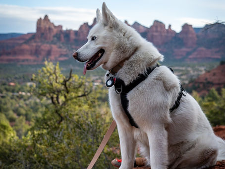Dog on rock with red rocks of AZ in background