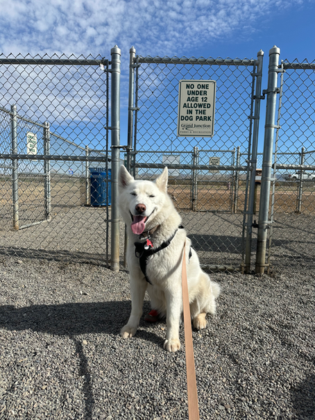 Dog in front of fence and dog park