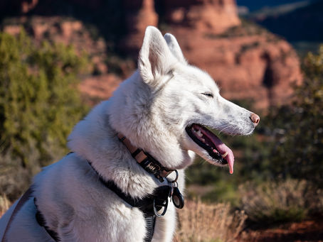 Dog on trail with red rocks of AZ in background