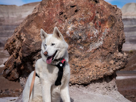 Dog with petrified wood in background