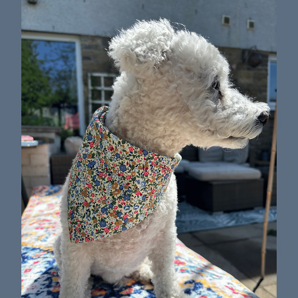 Thumbnail: Bob wearing Charlie dog bandana