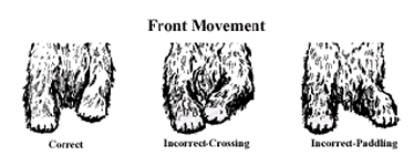 movement front.gif