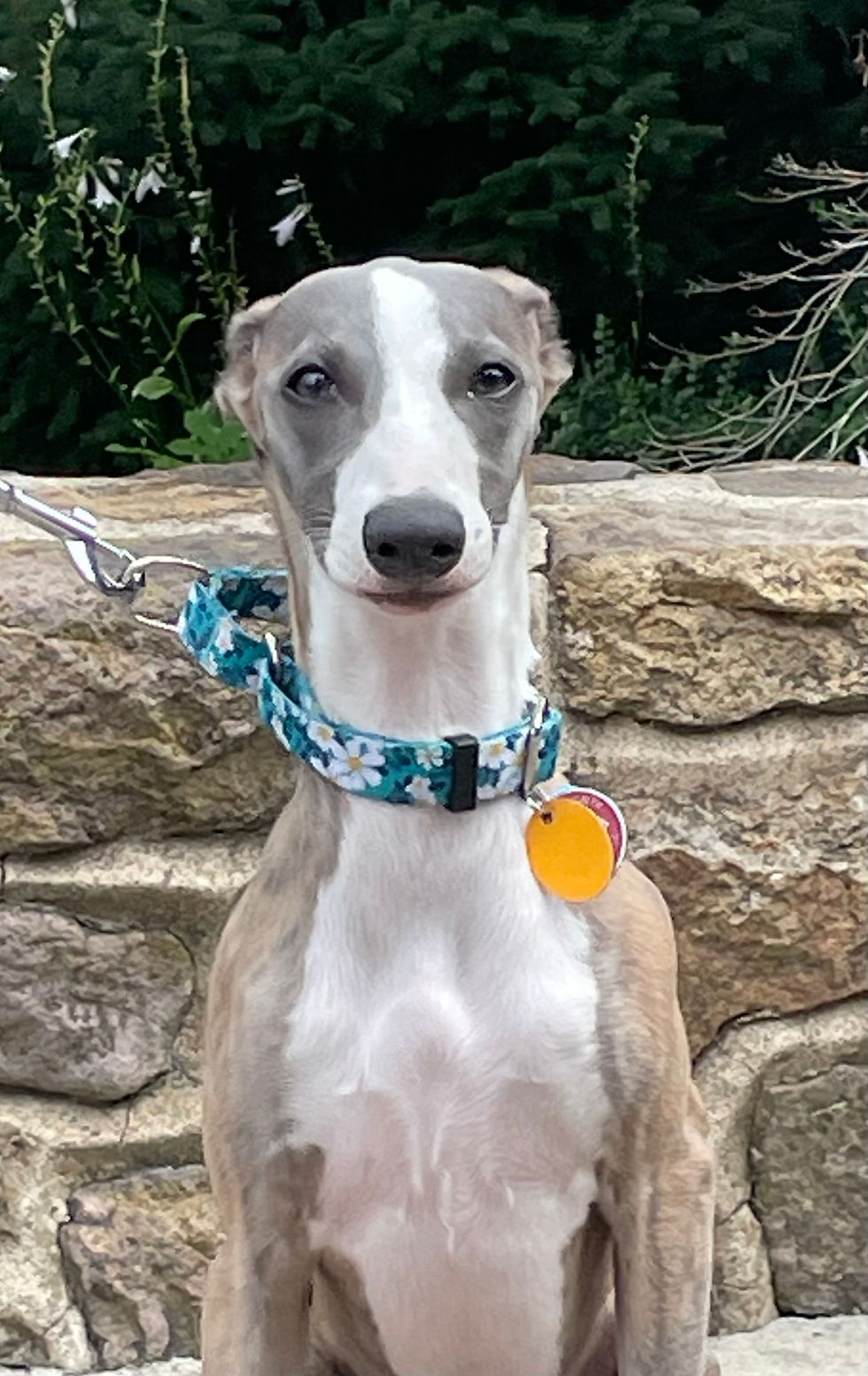 Piper