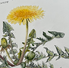 Löwenzahn Illustration Botanical Diary