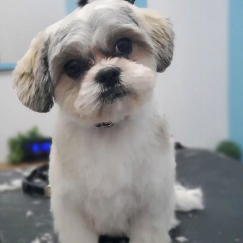 toilettage shihtzu petit chien