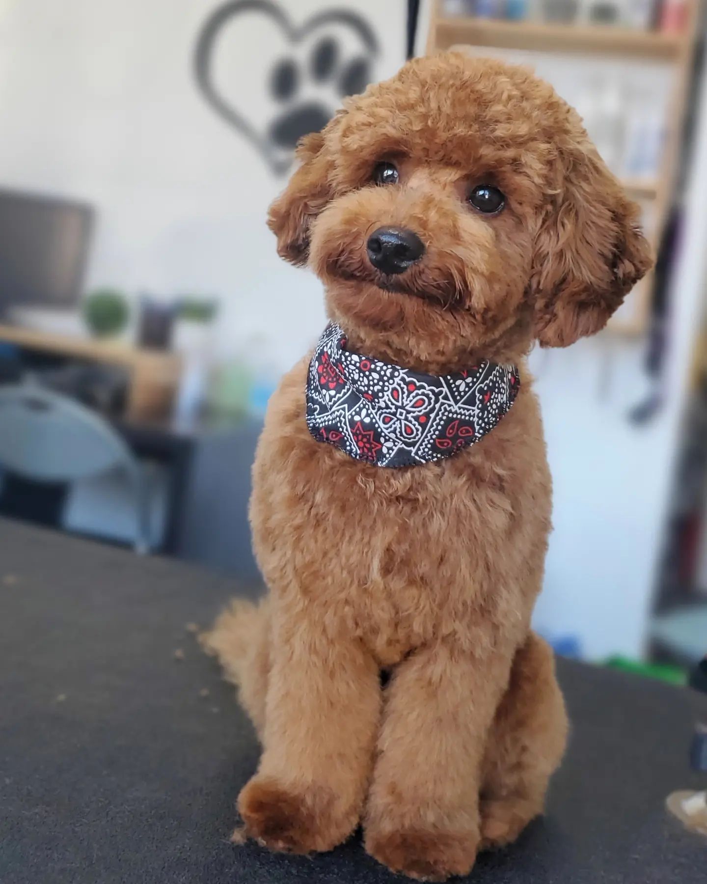 petit chien doodle roux caniche miniature toilettage foulard chien