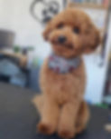 petit chien doodle roux caniche miniature toilettage foulard chien