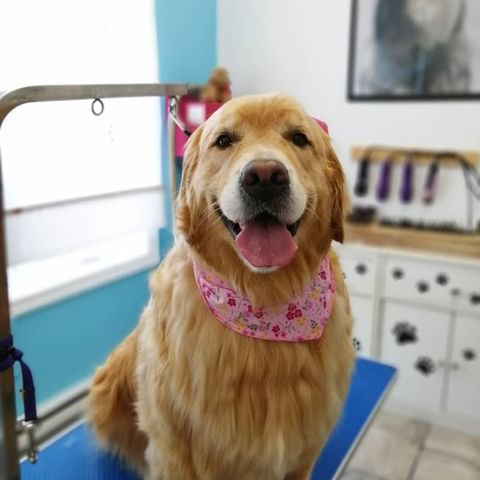 toilettage golden, toilettage gros chien