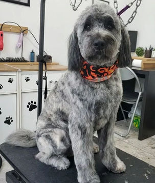toilettage bouvier des flandres