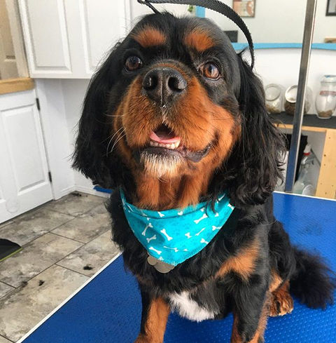 toilettage cavalier king charles