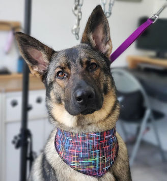 soin de la mue gros chien lévis