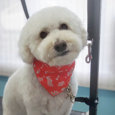 toilettage bichon petit chien