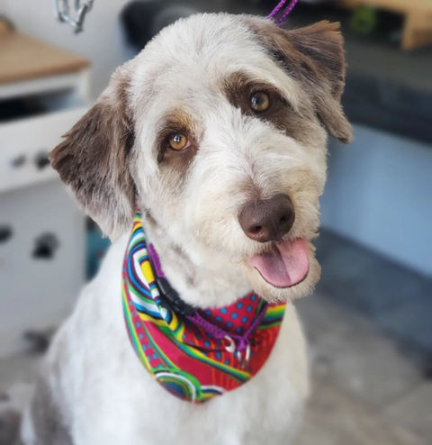 toilettage aussidoodle
