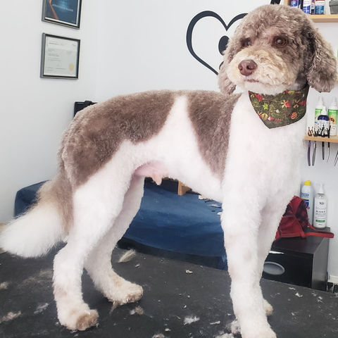 toilettage caniche standard