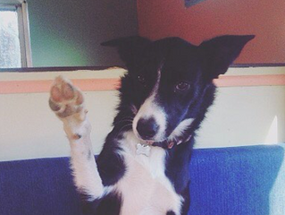 Border Collie Ajax