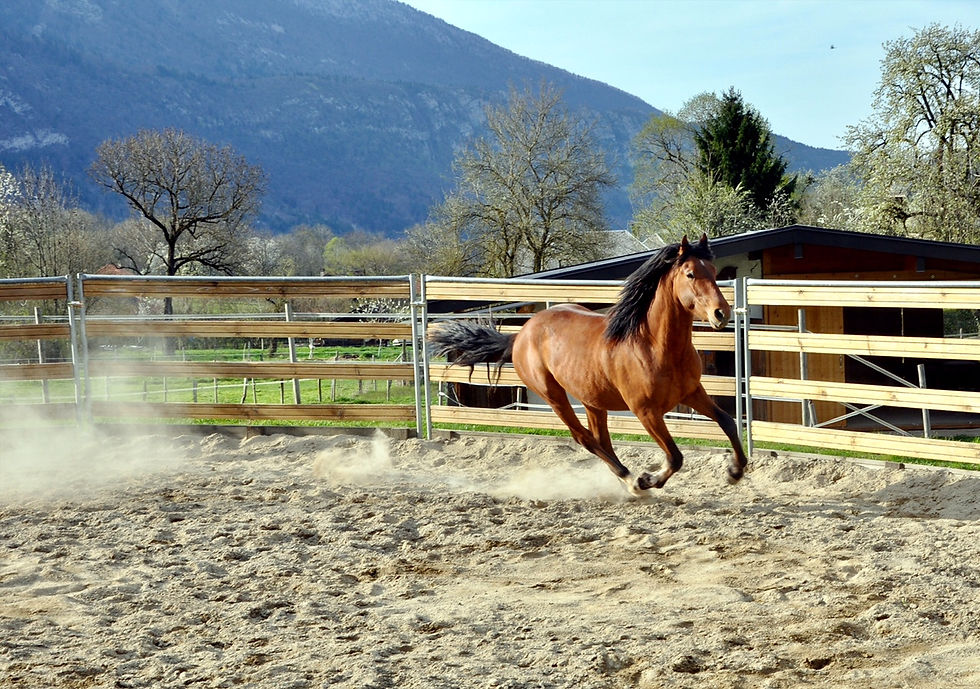 ecuries-chevaline-doussard-lac-annecy-ba