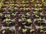 seedlings