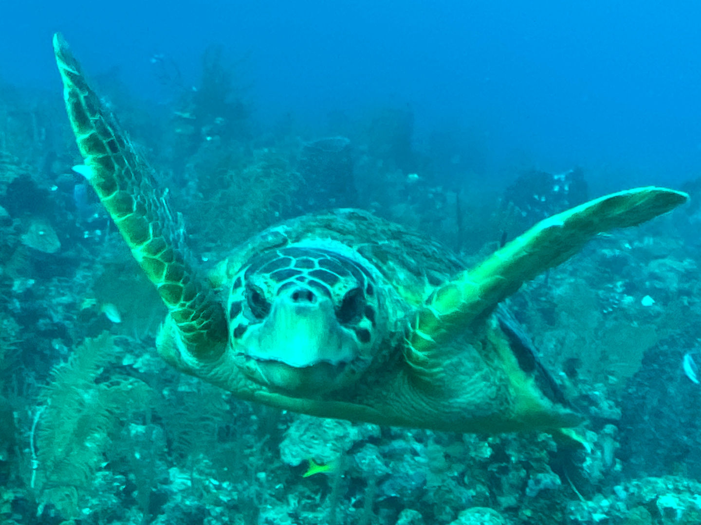 SportDiver_20241105_152918.JPG