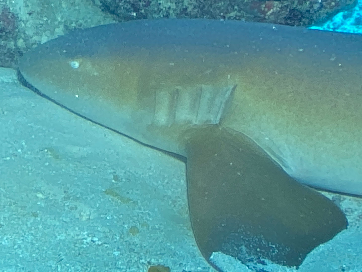 SportDiver_20241105_151138.JPG