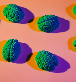 Collection de cerveaux