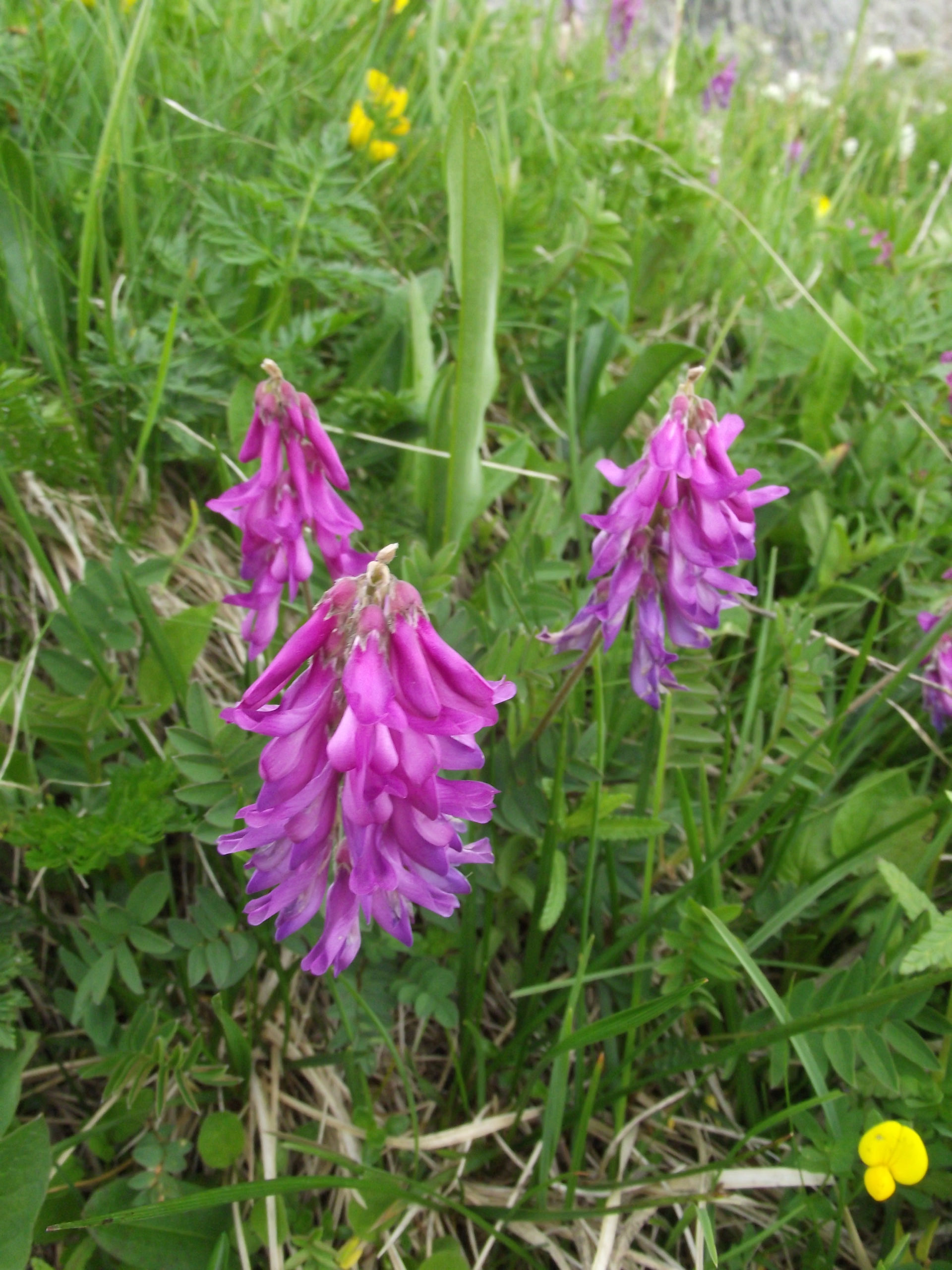 Hedysarum hedysaroides, Passo Giau
