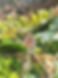 mushroom_edited_edited_reduced.jpg