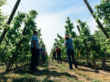 The Future in a Modern Orchard