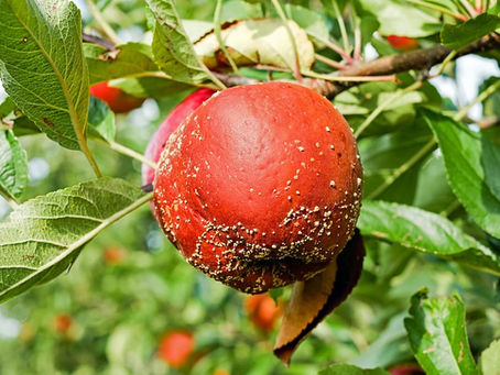 Agtech dealing with pests and diseases