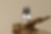 CI_Tincture_Scene.png