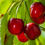 Thumbnail: Two in One Grafted Royal Lee and Mini Royal Cherry