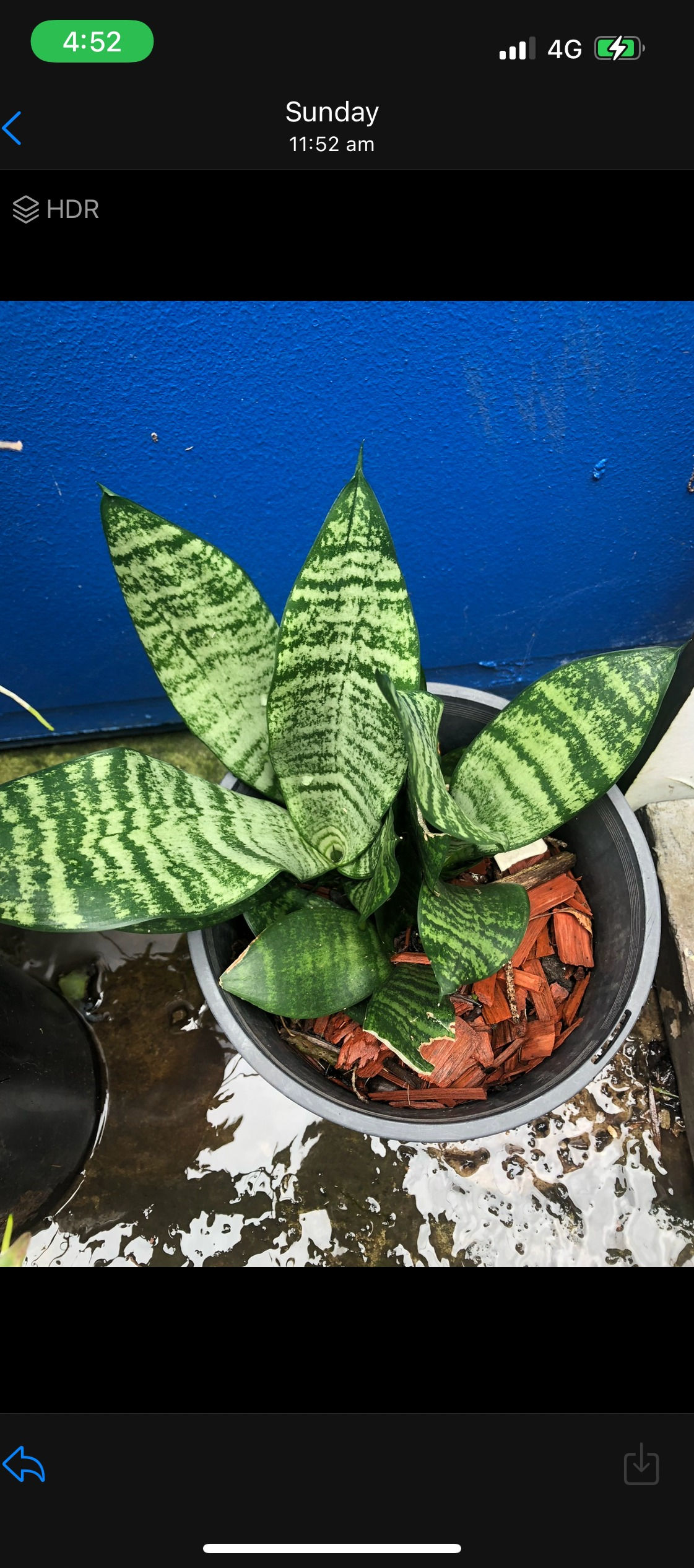 Mother In-Law's Tongue