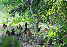 Chickens-in-Food-Forest.jpg