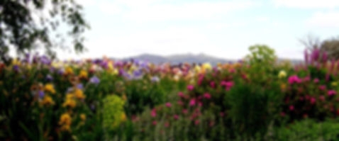 Tijara Iris Garden Best Photo.JPG