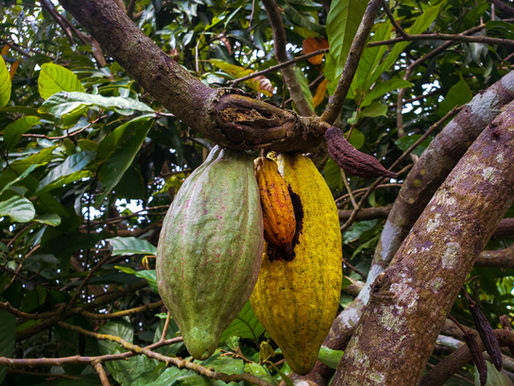 ARTICLE : LES PROPRIÉTÉS DU CACAO CÉRÉMONIEL