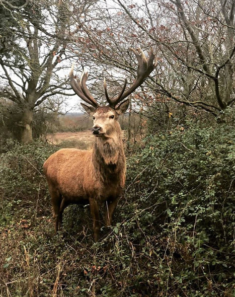 Winter Yoga Day Retreat - Near London, Sussex - Stag
