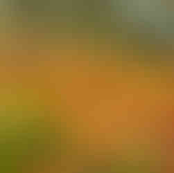 Autumn Yoga Day Retreat - Autumn Colours