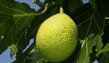 Georgiafritay grocery store west indies products, maggie spices, jasmin rice, yellow grits, haitian djon djon, 