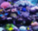 Salt-and-Reef-1.jpg