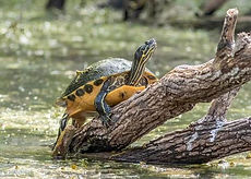 Turtle ponds
