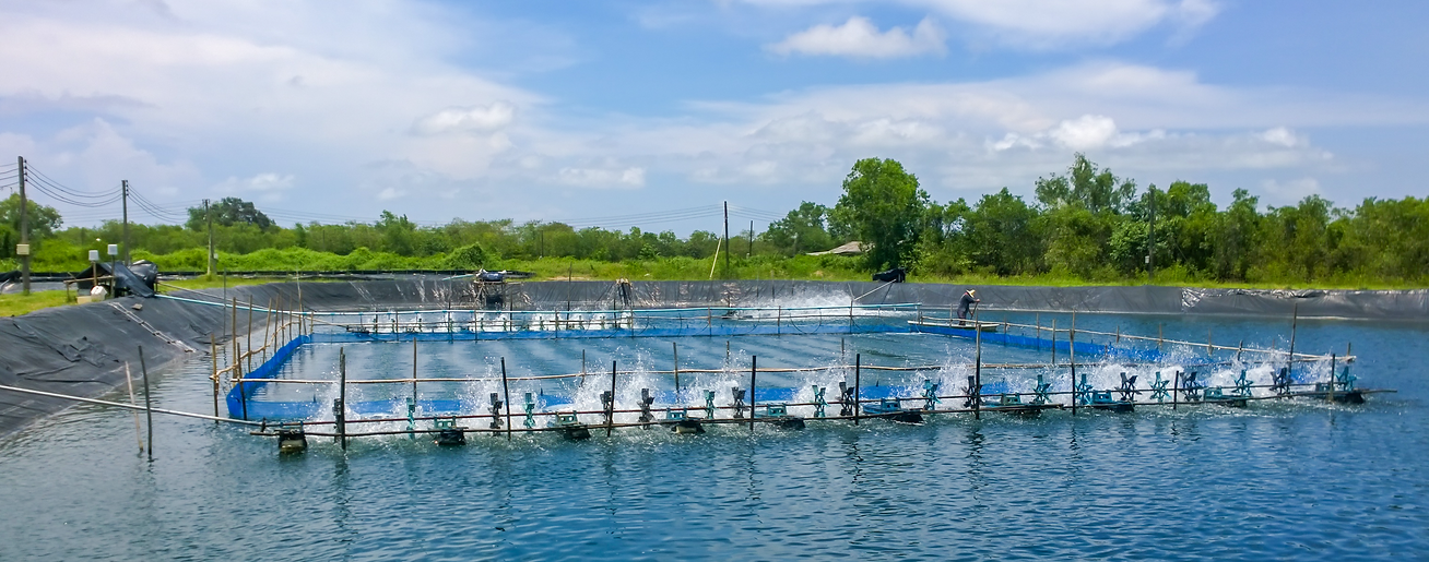 Aqua DFM ensures cleaner water and higher oxygen levels, leading to a significant reduction in harmful ammonia andates