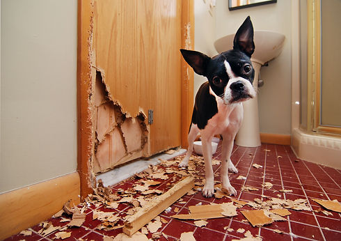 Destructive dog.jpeg