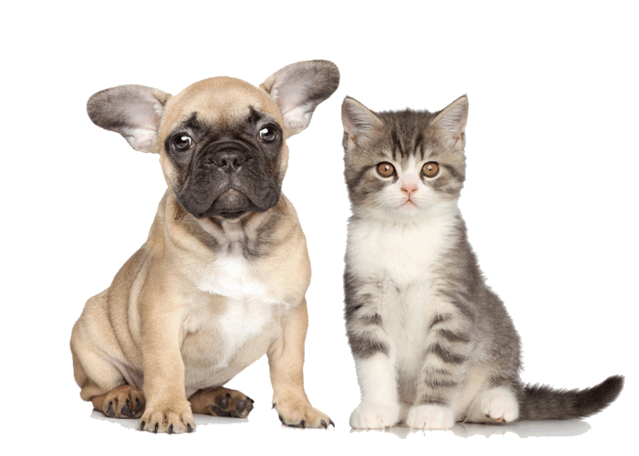 Puppy kitten no background.gif