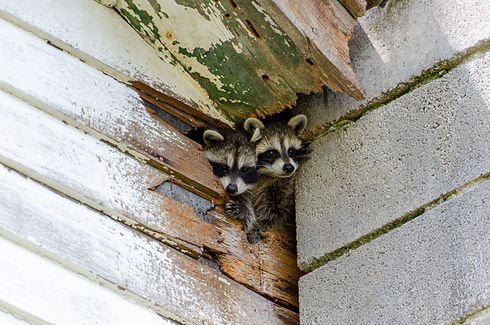 Raccoons in house.jpeg